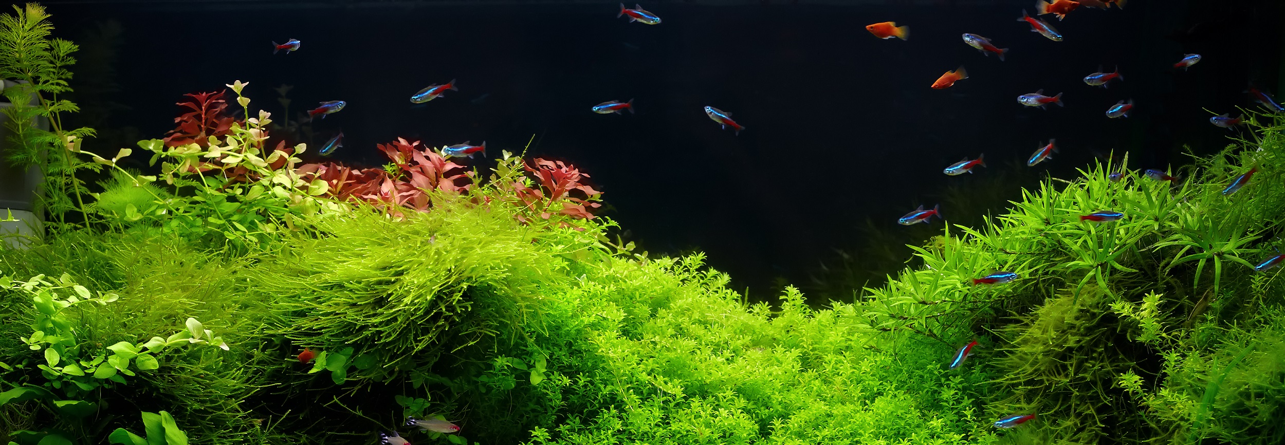 parallax background